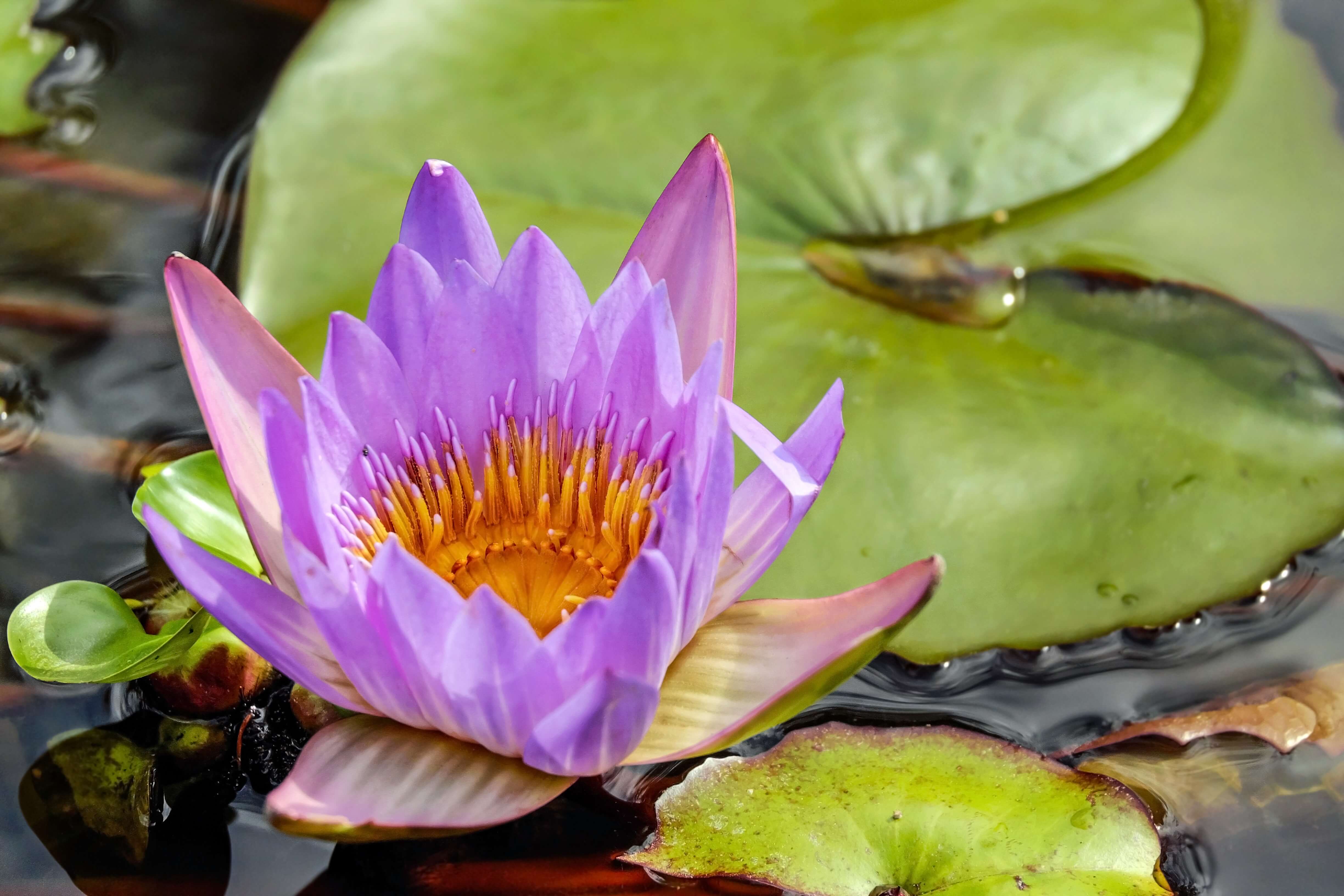 Fleur de nénuphar dans étang