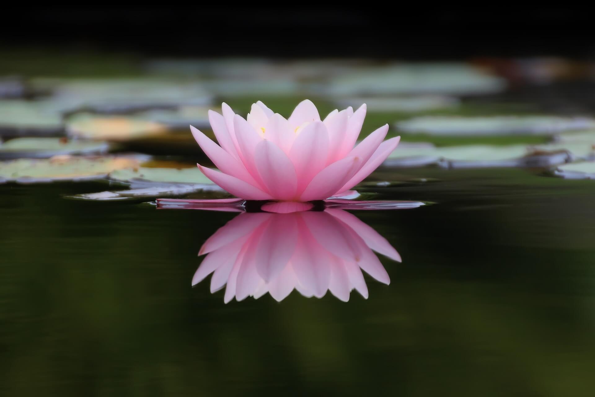 Fleur de nénuphar rose sur lac